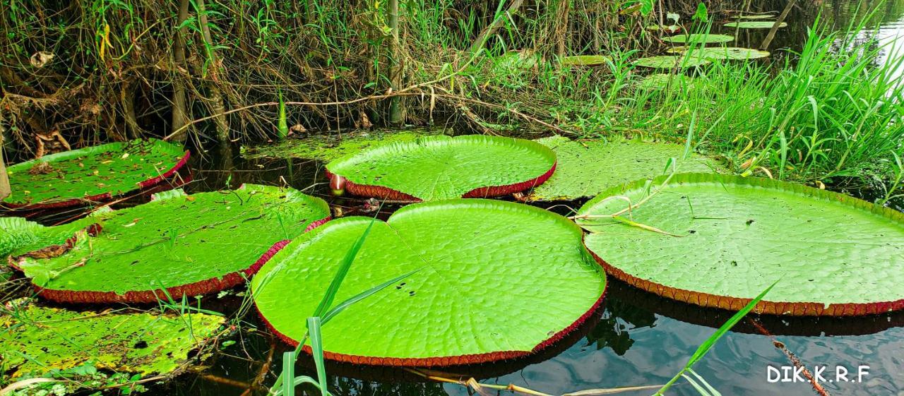 Pacaya Samiria Amazon Lodge Nauta エクステリア 写真