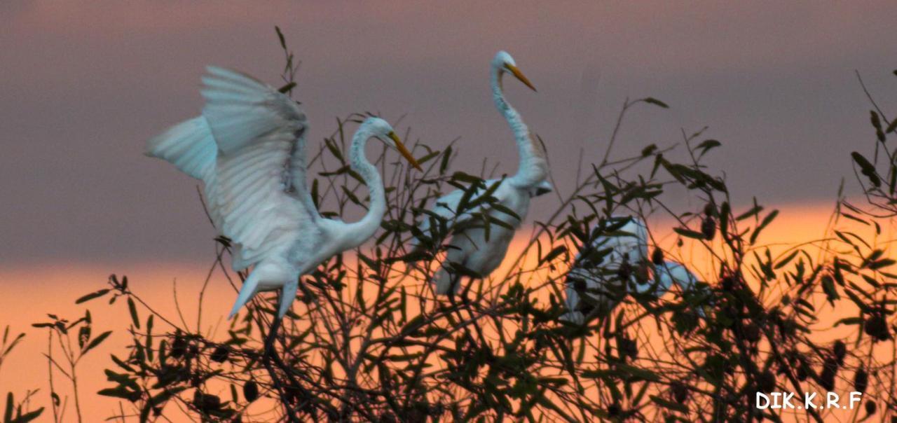 Pacaya Samiria Amazon Lodge Nauta エクステリア 写真