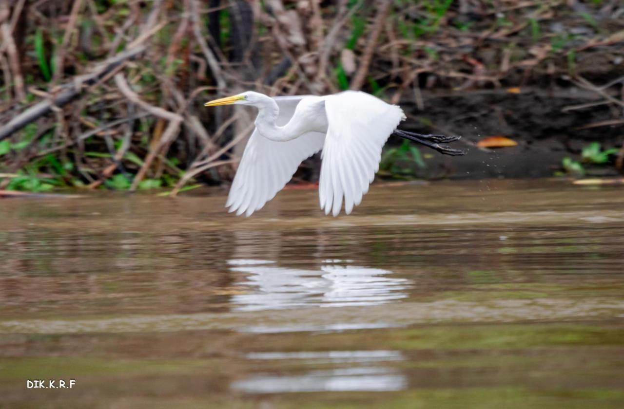 Pacaya Samiria Amazon Lodge Nauta エクステリア 写真